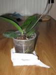 Phalaenopsis Miva Zazou 'Farigoule'