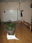 Phalaenopsis Miva Zazou 'Farigoule'
