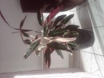 IMG00156-20100522-0856.jpg