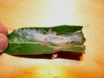 prunus1.jpg