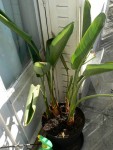 strelitzia1.jpg