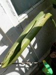 strelitzia2.jpg