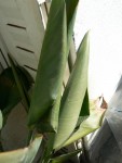 strelitzia3.jpg
