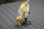 Bel oiseau