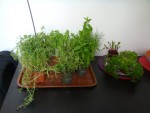 DSC03120.jpg