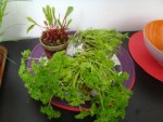 DSC03115.jpg
