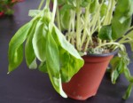 DSC03119.jpg