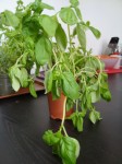 DSC03118.jpg