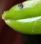 Dendrobium tache.jpg