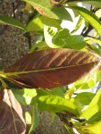 IMG_5354.jpg