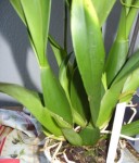 Brassia pseudobulbes.jpg