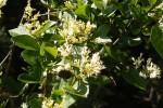 arbre Montfuron Mai-Juin.JPG