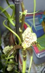 Brassia fleurs.jpg