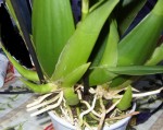 Brassia rejets.jpg