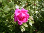 rose1 haie.JPG