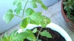 tomates.jpg