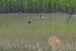foulque-4+bb.jpg