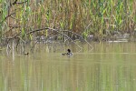 foulque-5+bb.jpg