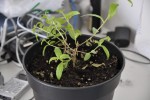 Voila la plante .