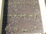Semis de mesclun (j'ai dû semer un peu trop...)
