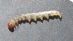 Photo de l'agresseur.<br />Taille : 1 à moins de 2 cm.