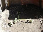 DSC05779.JPG