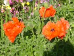 DSC01955.JPG
