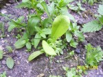 mini-100_1676.JPG