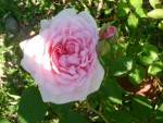 DSC01950.JPG