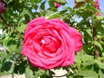 DSC01951.JPG