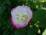 DSC01953.JPG