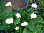 DSC01958.JPG