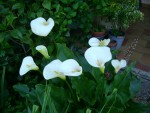 DSC01959.JPG