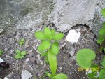 mini-100_1680.JPG