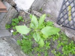 mini-100_1681.JPG