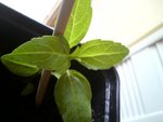 plante inconny.JPG