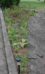 mai2010 166.JPG