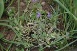 mai2010 167.JPG