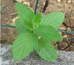 Menthe mais l'aquelle