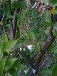 arbre2.jpg