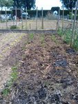 Planche haricots 2.jpg