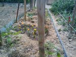 Planche tomates 2.jpg