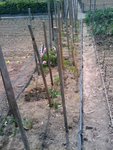 Planche tomates.jpg