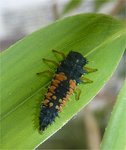 Arachnide ? Insecte ?