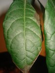 DSC02138.JPG