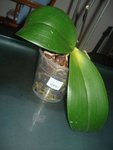 DSC02137.JPG
