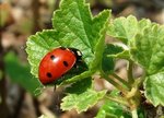 Une jolie coccinelle qui pique-nique sur les groseillers