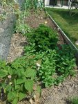 Framboisiers, menthe, persil,2 pâtissons et tout au fond l'ail