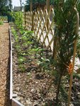 Tournesols,carottes et au fond les groseilliers