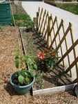 un rang d'oignons, fleurs variées et un piment en pot
